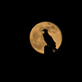 Bird Silhouette by Zina Stromberg Bird Silhouette by Zina Stromberg