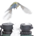 Bird watching concept in winter Photograph by Simon Bratt Bird watching concept in winter Photograph by Simon Bratt