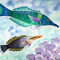 Bird Wrasse by Lucy Arnold