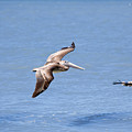 Birds 1039 Photograph by Michael Fryd Birds 1039 Photograph by Michael Fryd