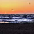 Birds at Sunrise Photograph by Nicole Lloyd Birds at Sunrise Photograph by Nicole Lloyd