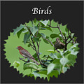 Birds Photograph by Holden The Moment Birds Photograph by Holden The Moment