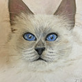 Birman Cat Painting by Karen Zuk Rosenblatt Birman Cat Painting by Karen Zuk Rosenblatt