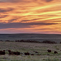 Bison at Sunrise Photograph by Rob Graham
