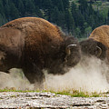 Bison Duel Photograph by Mark Miller Bison Duel Photograph by Mark Miller
