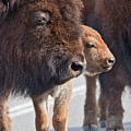 Bison Family Photograph by Wesley Aston Bison Family Photograph by Wesley Aston
