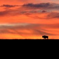 Bison in the Morning Light Photograph by Keith Stokes Bison in the Morning Light Photograph by Keith Stokes