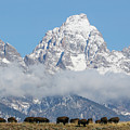 Bison in the Tetons Photograph by Wesley Aston Bison in the Tetons Photograph by Wesley Aston