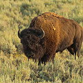 Bison Photograph by Sebastian Musial Bison Photograph by Sebastian Musial