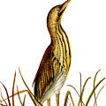 Bittern Bird by Alison Langridge Bittern Bird by Alison Langridge