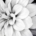 Black and White Fine Wall Art Dahlia Print Photograph by Gwen Gibson Black and White Fine Wall Art Dahlia Print Photograph by Gwen Gibson