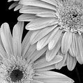 Black and White Gerbera Daisies 1 Photograph by Amy Fose Black and White Gerbera Daisies 1 Photograph by Amy Fose
