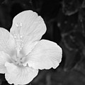 Black and White Hibiscus 3 Photograph by Amy Fose Black and White Hibiscus 3 Photograph by Amy Fose