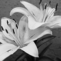 Black and White Lilies 1 Photograph by Amy Fose Black and White Lilies 1 Photograph by Amy Fose