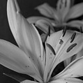 Black and White Lilies 2 Photograph by Amy Fose Black and White Lilies 2 Photograph by Amy Fose