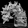 Black and White Orchid Antique Mason Jar Photograph by Kathy Anselmo Black and White Orchid Antique Mason Jar Photograph by Kathy Anselmo