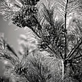 Black and White Pine Print Photograph by Gwen Gibson Black and White Pine Print Photograph by Gwen Gibson