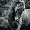 Black and white portrait of horse Photograph by Dimitar Hristov Black and white portrait of horse Photograph by Dimitar Hristov
