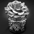 Black and White Rose Antique Mason Jar 2 Photograph by Kathy Anselmo Black and White Rose Antique Mason Jar 2 Photograph by Kathy Anselmo