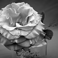 Black and White Rose Antique Mason Jar Photograph by Kathy Anselmo Black and White Rose Antique Mason Jar Photograph by Kathy Anselmo