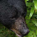 Black Bear Photograph by David Kirby Black Bear Photograph by David Kirby