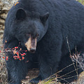 Black Bear in Fall Eating Berries, Yellowstone National Park Photograph by Mark Miller Black Bear in Fall Eating Berries, Yellowstone National Park Photograph by Mark Miller