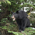 Black Bear Yawn Photograph by David Kirby Black Bear Yawn Photograph by David Kirby