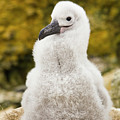 Black Browed Albatross Chick Photograph by Yva Momatiuk John Eastcott Black Browed Albatross Chick Photograph by Yva Momatiuk John Eastcott