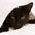 Black Cat in Chenille Photograph by Valerie Collins Black Cat in Chenille Photograph by Valerie Collins