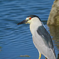 Black-crowned Night Heron Photograph by Mark Miller Black-crowned Night Heron Photograph by Mark Miller