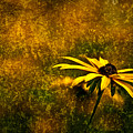 Black-eyed Susan and Granite Photograph by Onyonet Photo Studios Black-eyed Susan and Granite Photograph by Onyonet Photo Studios