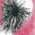 Black Hole Cosmology #673 by Rainbow Artist Orlando L