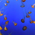 Black Sea Nettle Jellyfish - Monterey by Henk Meijer Photography Black Sea Nettle Jellyfish - Monterey by Henk Meijer Photography