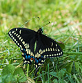 Black Swallowtail Butterfly Photograph by Holden The Moment Black Swallowtail Butterfly Photograph by Holden The Moment