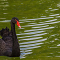 Black Swan II by Ed Gleichman