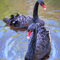 Black Swans Photograph by Susan Rissi Tregoning Black Swans Photograph by Susan Rissi Tregoning