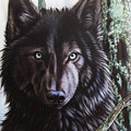 Black Wolf by Sandi Baker Black Wolf by Sandi Baker