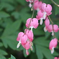 Bleeding Hearts in Prism Pink Against Forest Green by Colleen Cornelius Bleeding Hearts in Prism Pink Against Forest Green by Colleen Cornelius