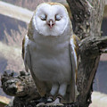 Blinking Owl by Louise Magno Blinking Owl by Louise Magno