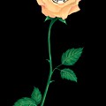 Blooming Bengal Digital Art by Norman Klein Blooming Bengal Digital Art by Norman Klein