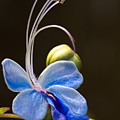Blooming Butterfly Photograph by Christopher Holmes Blooming Butterfly Photograph by Christopher Holmes