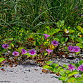 Blooming Cross Vines Along The Beach by Barbara Bowen Blooming Cross Vines Along The Beach by Barbara Bowen