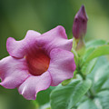 Blossom Of Allamanda by Michael Peychich Blossom Of Allamanda by Michael Peychich