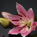 Blossoming Pink Lily Flower on dark Background by Sergey Taran Blossoming Pink Lily Flower on dark Background by Sergey Taran