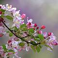 Blossoms and Bokeh Photograph by Ann Bridges Blossoms and Bokeh Photograph by Ann Bridges