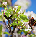 Blossoms and butterfly Photograph by Tatiana Travelways Blossoms and butterfly Photograph by Tatiana Travelways