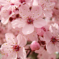 Blossoms Art Prints 63 Pink Blossoms Spring Tree Blossoms by Baslee Troutman Blossoms Art Prints 63 Pink Blossoms Spring Tree Blossoms by Baslee Troutman