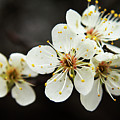 Blossoms of Spring Photograph by Holly Ross Blossoms of Spring Photograph by Holly Ross