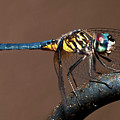 Blue and Gold Dragonfly Photograph by Christopher Holmes Blue and Gold Dragonfly Photograph by Christopher Holmes