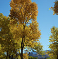 Blue and Gold by Frank Madia Blue and Gold by Frank Madia